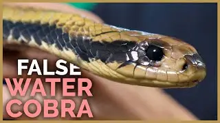 The Most Intimidating Snake I've Kept - Venomous False Water Cobra!