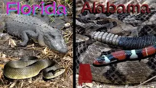 Florabama: Herping Florida and Alabama at the same time!