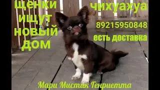 #ЩЕНКИ_чихуахуа_ПРОДАЮ