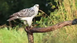 Tuinhut Arjan Troost - Buizerd - 21-09-2021