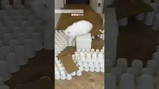 What a clever pawtato  ｜ mmeowmmia