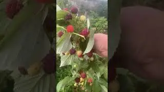 Малина Таганка начала плодоносить. Что-то рановато.