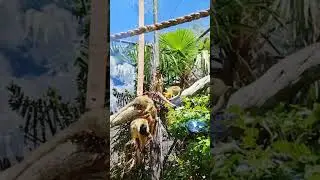 #squirrelmonkeys