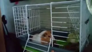 Новий папугай Ксюша.🐦