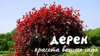 Дерен - красота вашего сада.