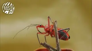 A bug that liquifies its prey