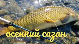 Осенний сазан клюёт отлично!!!