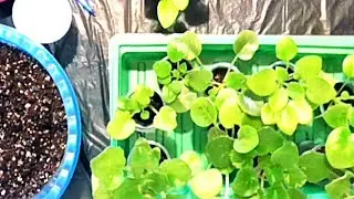 Мой первый опыт покупки деток фиалки. Очень печальный.