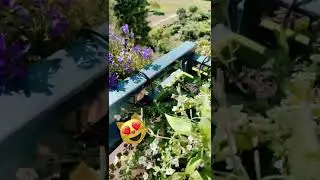 Цветы на балконе 