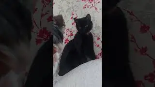 #happy #cat #смешные #love #kitten #топ #pets #puppies #животные #animals