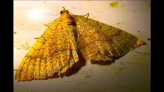 The yellow shell   Camptogramma bilineata  by Theo