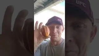 анадыня