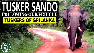 Huge Tusker 