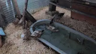 More about the grub treats we provide our ducks (currently GrubTerra)