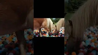 Surprising Miniature Ponies with Ball Pool
