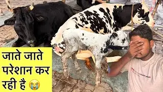 जाते जाते परेशान कर रही है 😭#dairyfarm #ejjukibusinessideas #training