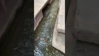 Руахани читает намазы