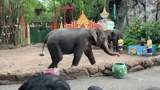 Elephant Playing Foot Ball 🇹🇭 #bangkok #elephant #thailand