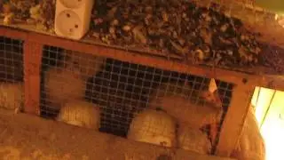 Перепела - содержание зимой/ quail in winter breeding