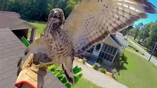 Falcon Bat Rescue (Broad Wing Hawk)