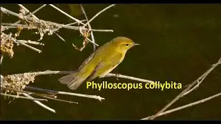 Phylloscopus collybita   Chiffchaff    by  Theo