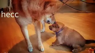shiba inu dad do ANGERY - Part V