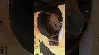 Talking Horse