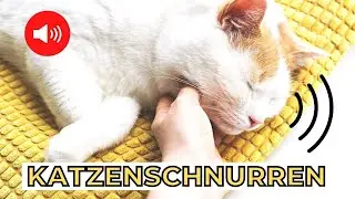 Schnurrende Katze 🐱 katzenschnurren