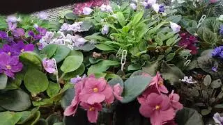 вторая полочка с цветами :)