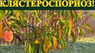 Болезнь-КЛЯСТЕРОСПОРИОЗ. Чем обработать персик!