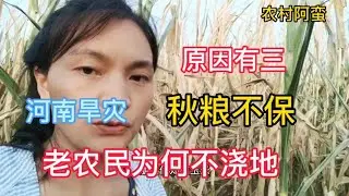 河南旱灾、秋粮不保，老农民不浇地原因有三，每一个都很扎心