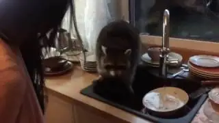 Помощник на 8 Марта