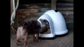 Akbash VS Australian Shepherds II / Play
