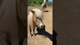 Шериф понь делает, что хочет 😅