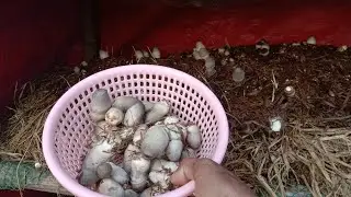 straw mushroom 🍄/ Kabuteng saging