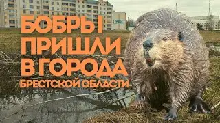 Нашествие бобров в города в Брестской области