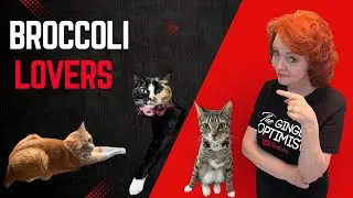Broccoli Lovers #catlovers #catvideo #cutecatvideo