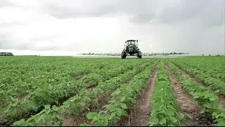 Soybeans and Climate