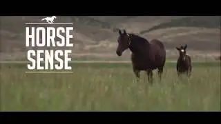 Nat Geo Wild - Horse Sense - National Geographic Animals