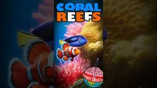 The Visual Marvels of Coral Reefs