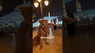 ДОБРА К ЖИВОТНЫМ❤️ БУДЕТ НАГРАДА😍