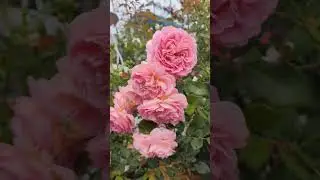 Мои розы Jubilee Celebration и Briosa 
