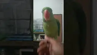 parrot shorts video #parrot #birds #cute #parrotspeak #shorts