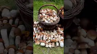 Как думаешь отличный улов?🍄. #грибы #Гриби  #грибиукраїни #mushrooms #mushroomhunting #蘑菇 #采蘑菇