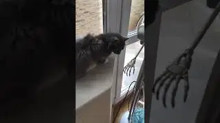 Двойной кайф для #котэ