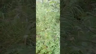 Кузнецкое Алатау
