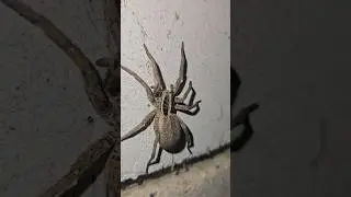 ядовитый паук🕸🕷