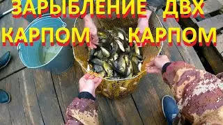 Зарыбление ДВХ карпом!!!