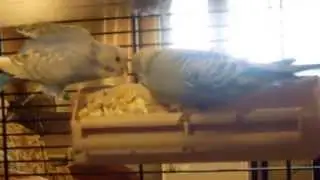Волнистые попугайчики ЧЕХИ кушают кашу