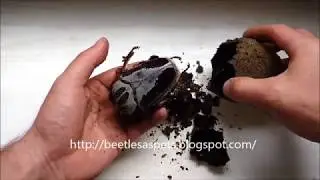 The  